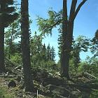 Kniebis 2009 Bild 15